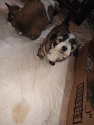 Looking TO REHOME MY PUPPY'S