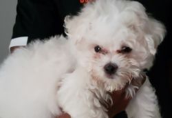 pure bred maltese puppy only 15 weeks old with up to date shots!