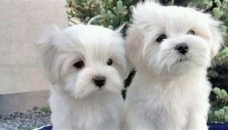 AKC Registered Maltese Puppies for Sale