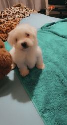 Best male and female Maltese puppies available