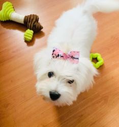 Cute Maltese Puppies Ready For New Home