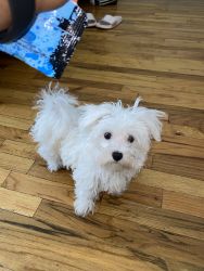 9 month old female Maltese for sale