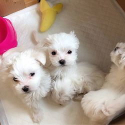 Cute Christmas maltese puppies