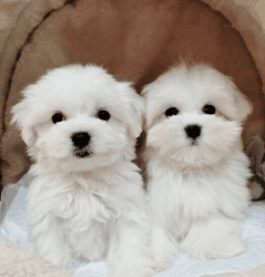 Male Maltese Puppies