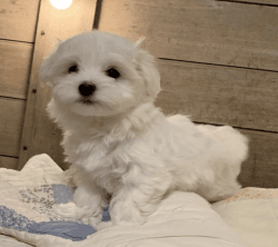Healthy Male and Female Maltese puppies