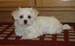 Maltese Puppies Ready Now.