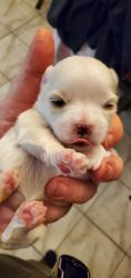 Maltese puppy. Reputable breedee