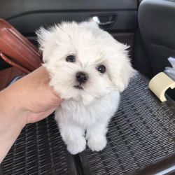 Two Cute Teacup Maltese Puppies for Adoption