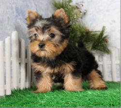 Absolutely Gorgeous Teacup Yorkie Puppies