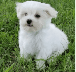 Two Friendly Maltese Puppies