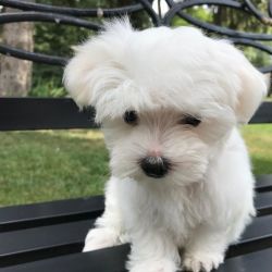Lovely T-Cup Maltese Puppy