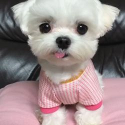 Adorable Maltese puppies ready for sale