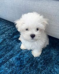 Potty Trained Maltese Puppies For Re-Homing