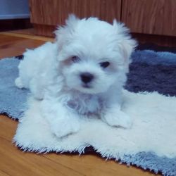 Precious maltese puppies for sale