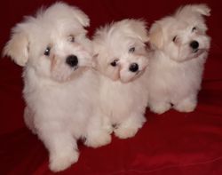 Loving Maltese Pups