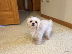 Maltese, male,3 yrs old, purebred without papers