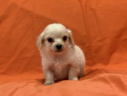 CUTE Malchi Puppies Available