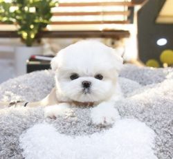 High quality teacup white Maltese for sale