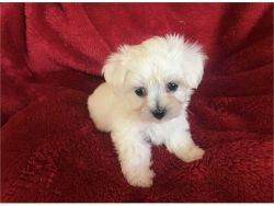 Cute Maltese Pupps for adoption