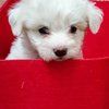 Adorable Maltese Pupps for adoption