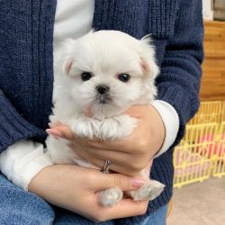Maltese puppies available for new homes.
