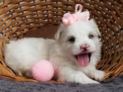 Gorgeous Maltese puppies, male and female