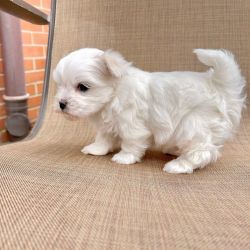 Maltese puppies ready for a new and forever home.