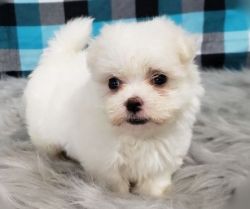 Two Teacup Maltese Puppies.Text