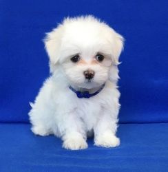 Maltese Puppies for new home