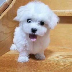 Purebreed Maltese Puppies Available!!!!