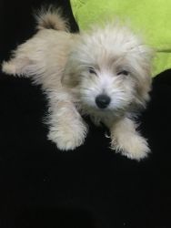 Female Maltese Puppy for Sale