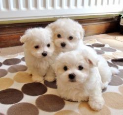 Super Adorable Teacup Maltese Puppies Available