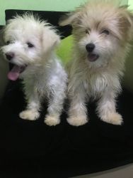 Healthy Maltese Puppies For Ready To Go