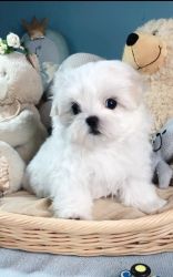 Awesome Maltese Puppies Ready