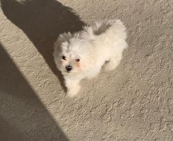Maltese Puppy for sale