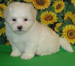 Cute White Maltese puppy