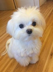 Pure White Maltese Puppies Ready for sale