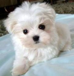 Teacup Maltese Puppies for Sale