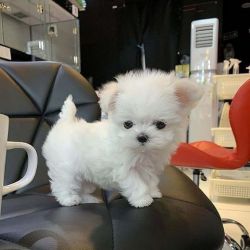 healthy male and female Maltese Puppies for sale