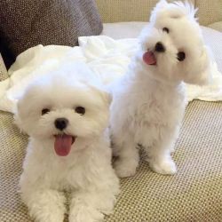 Registered Teacup Maltese Puppies for sale