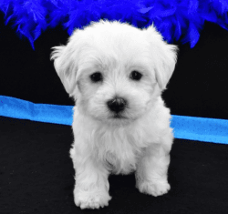 Two Teacup Maltese Puppies Needs a New Family