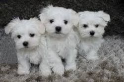 Ready Now F1 Toy Maltese Pup's