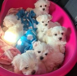 Adorable tiny little Teacup Maltese Puppies