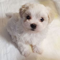 Maltese puppies for adoption