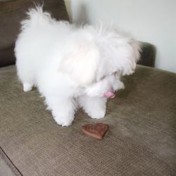 Gorgeous Maltese pups for sale