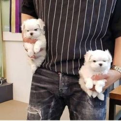 Female and Male Maltese puppies for Adoption