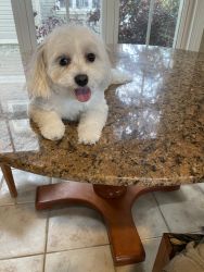 2 year old Male Maltese