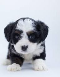MALTESE MALE & FEMALE PUPPIES ARE AVAILABLE FOR HOME xxxxxxxxxx