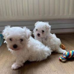 exceptional Maltese puppies for sale