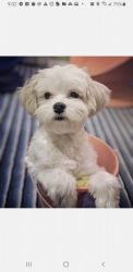 PURE BREED MALTESE 1 YEAR OLD
